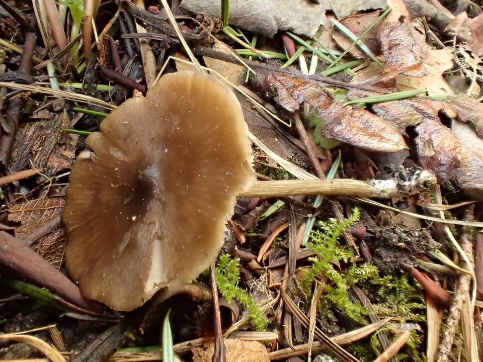 Nolanea pusillipapillata image