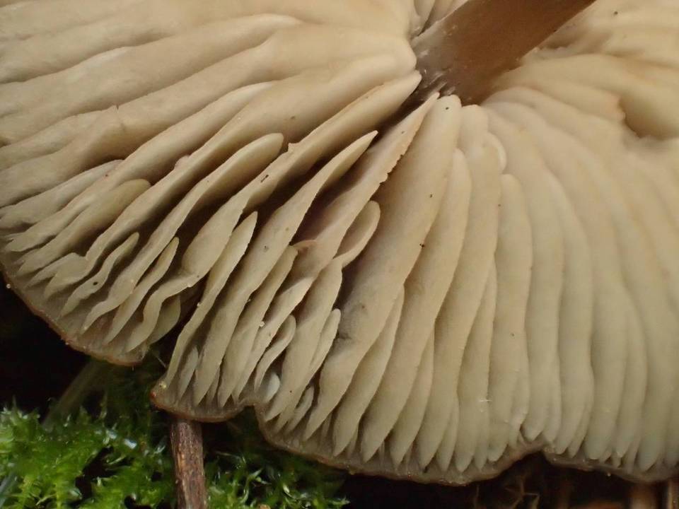 Nolanea pusillipapillata image