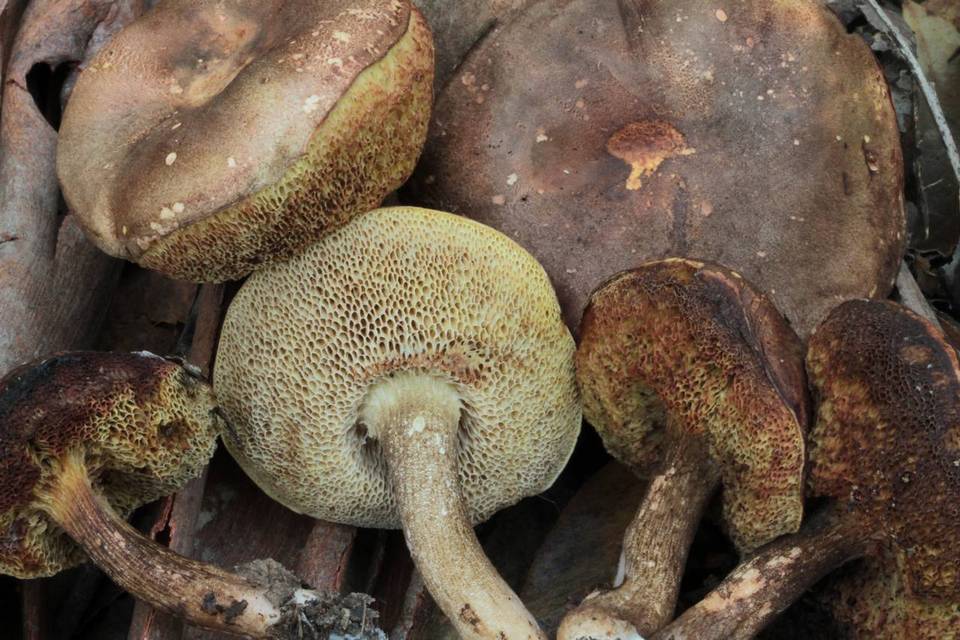 Ionosporus australis image