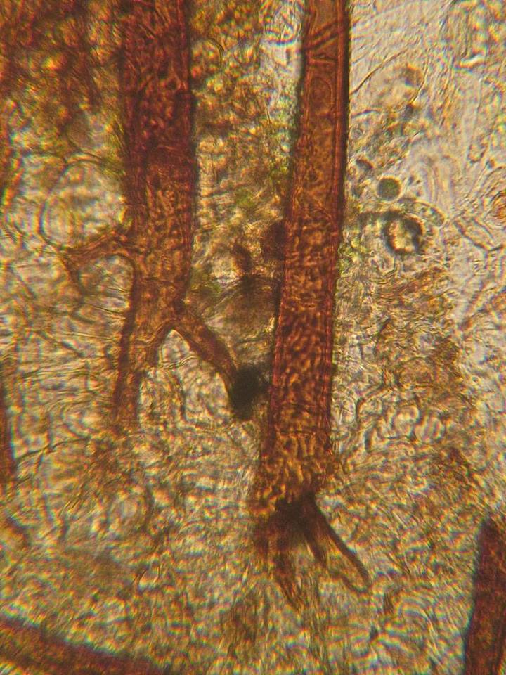 Scutellinia minor image
