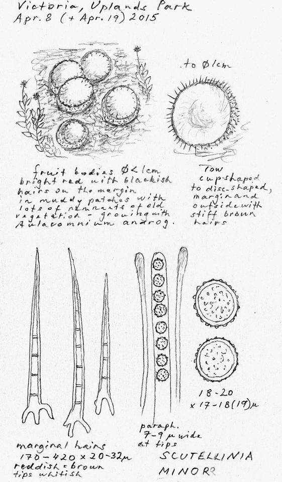 Scutellinia minor image