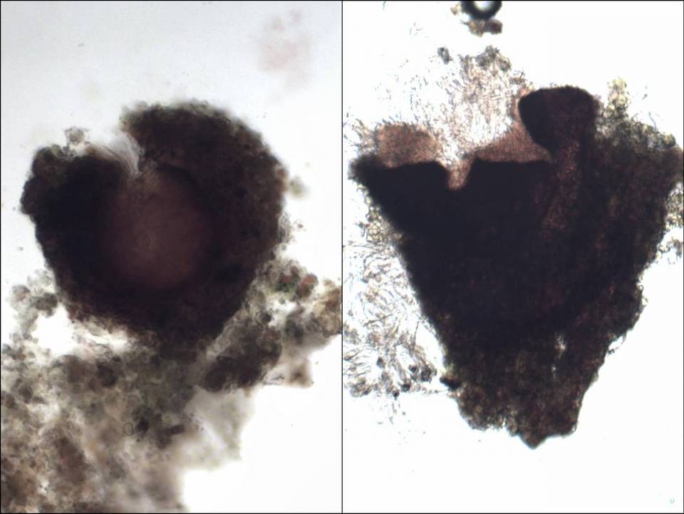 Porina aenea image