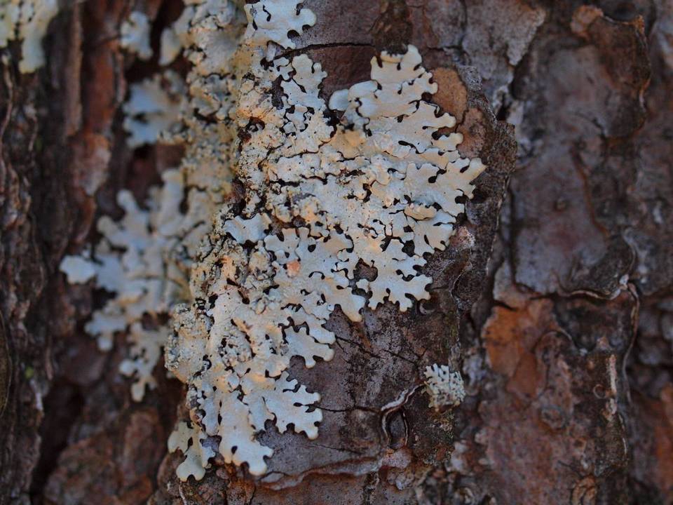Hypotrachyna pustulifera image