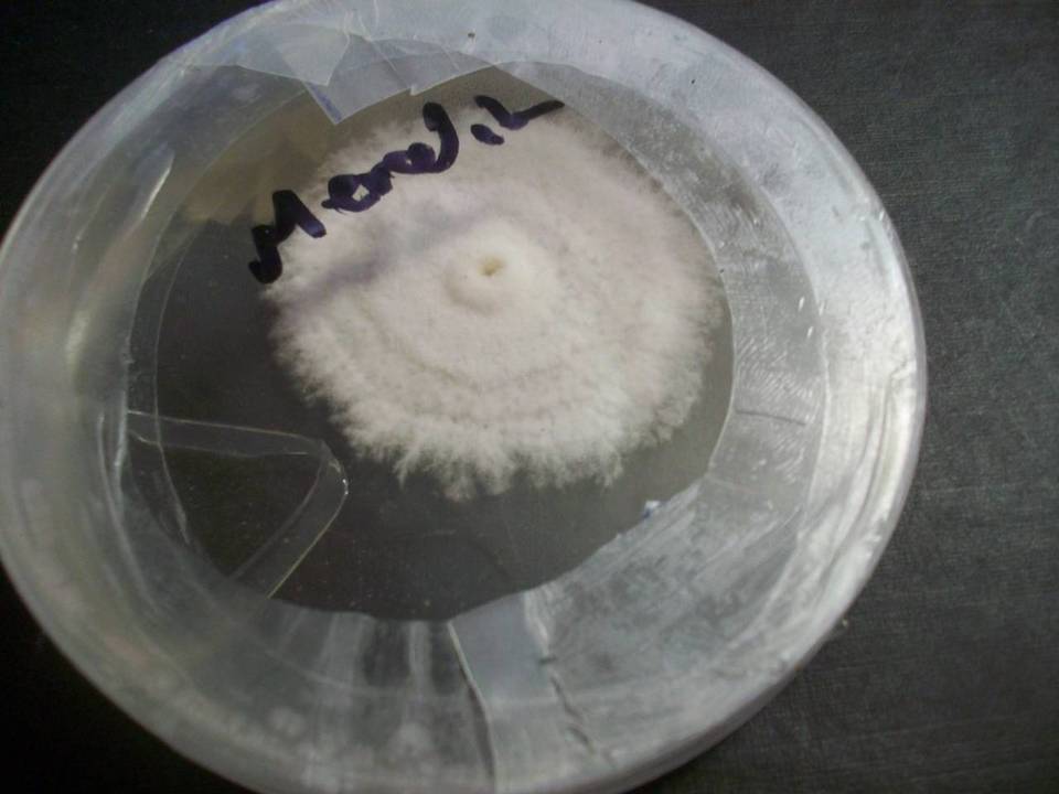 Pestalotiopsis microspora image