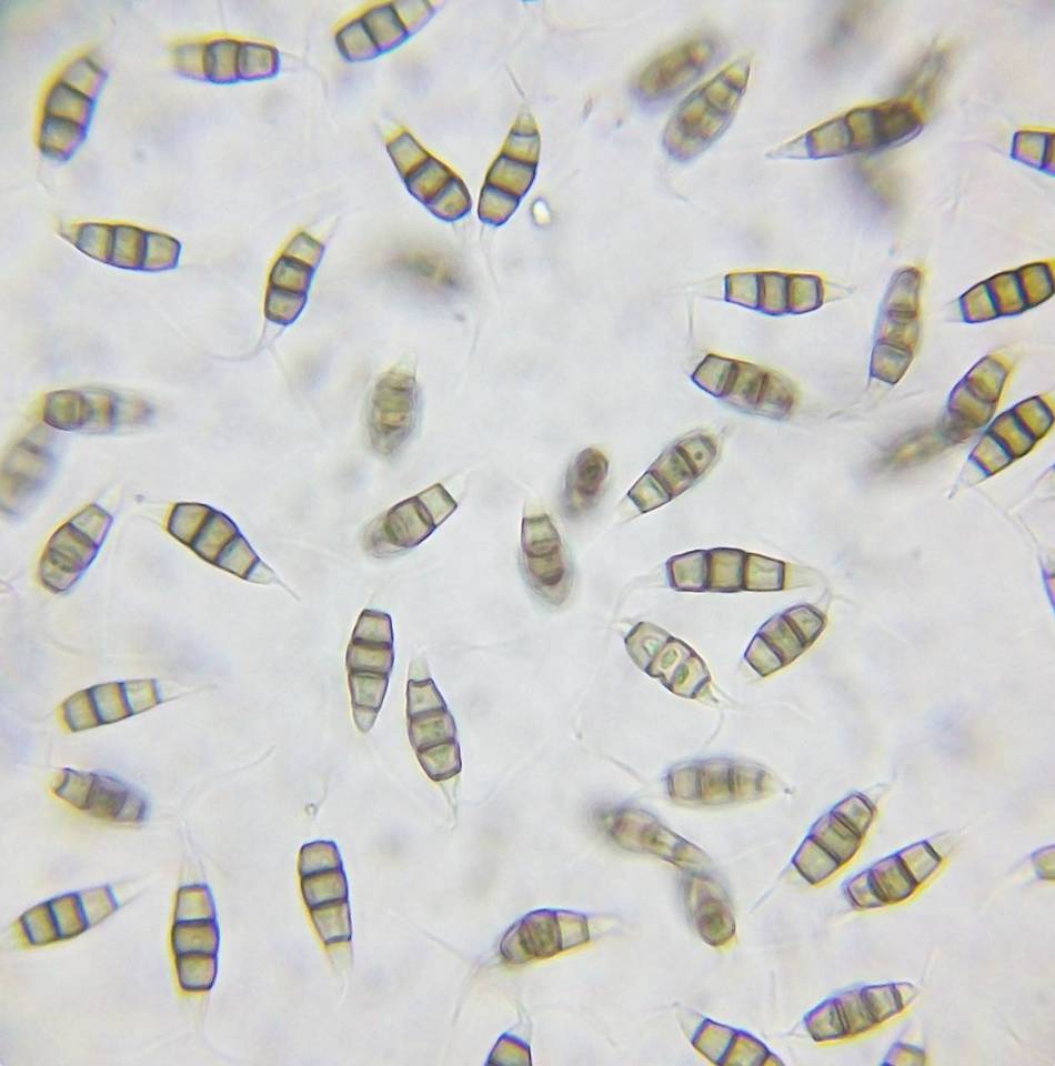 Pestalotiopsis image