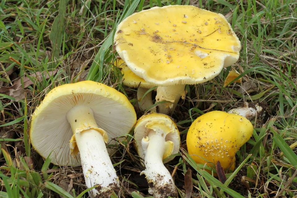 Amanita flavella image
