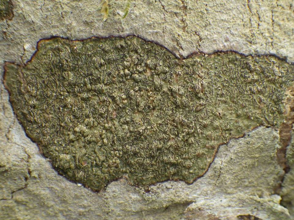 Enterographa elaborata image