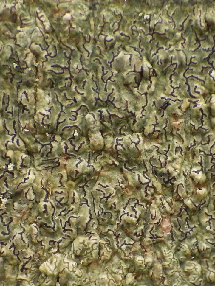 Enterographa elaborata image