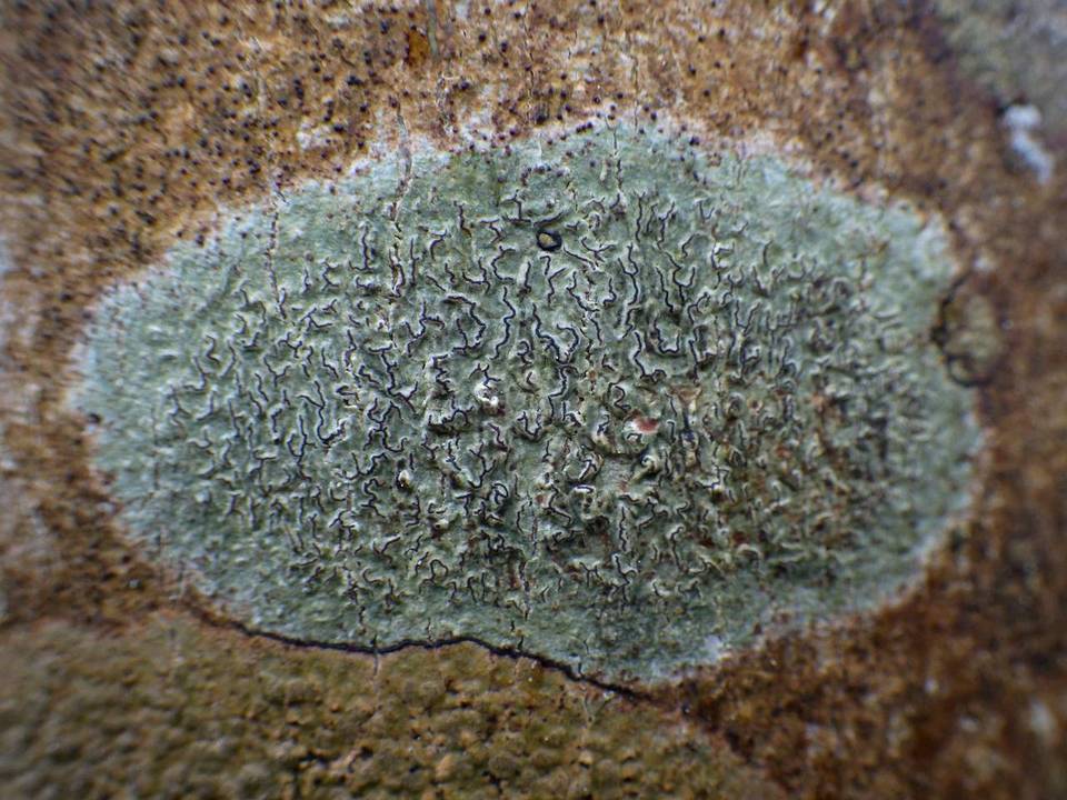 Enterographa elaborata image