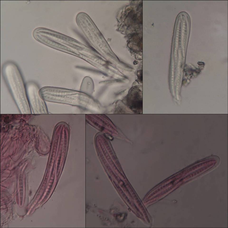 Enterographa elaborata image