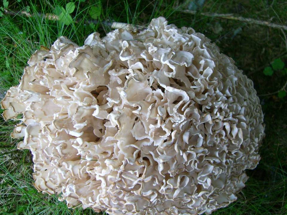 Sparassis brevipes image