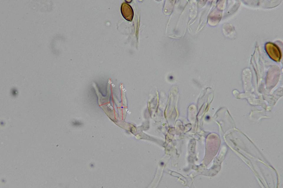 Psilocybe subfimetaria image