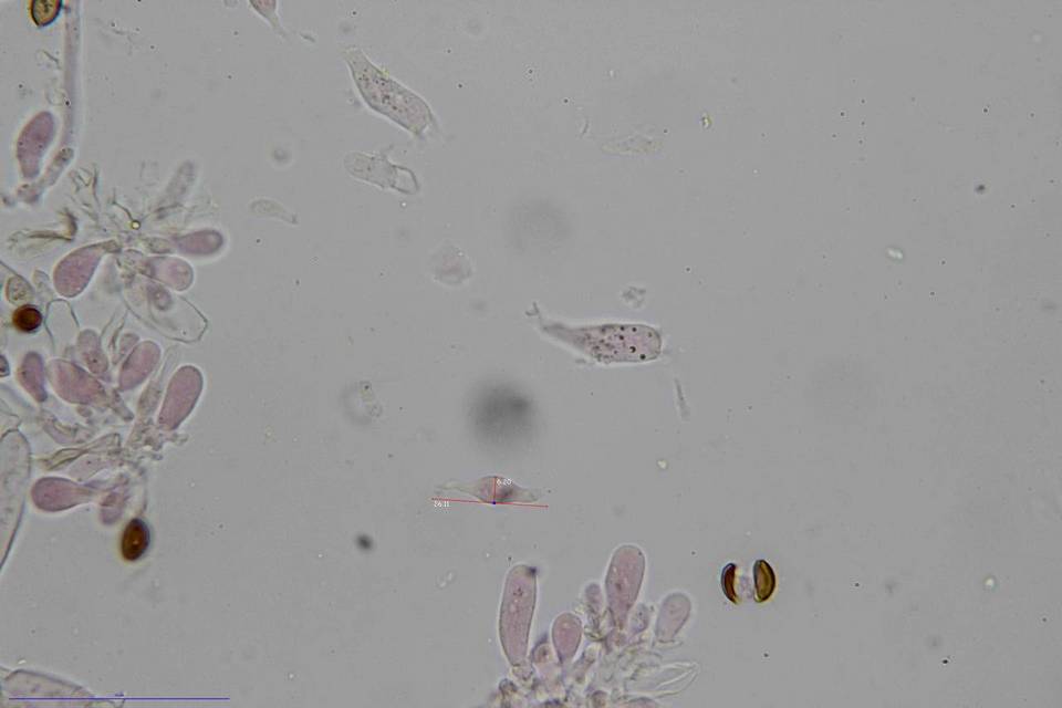 Psilocybe subfimetaria image