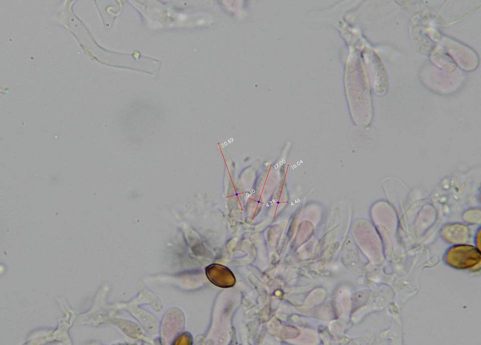 Psilocybe subfimetaria image