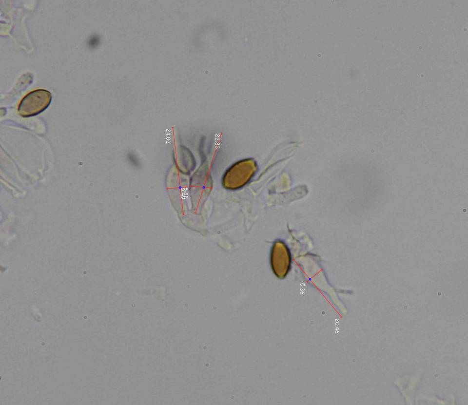 Psilocybe subfimetaria image
