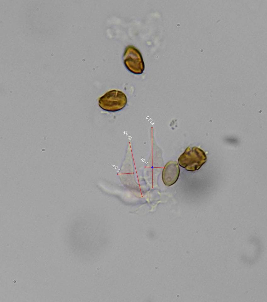 Psilocybe subfimetaria image