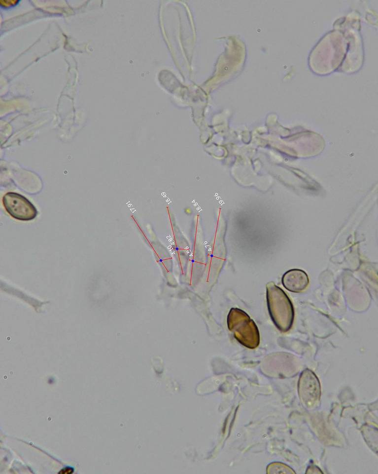 Psilocybe subfimetaria image