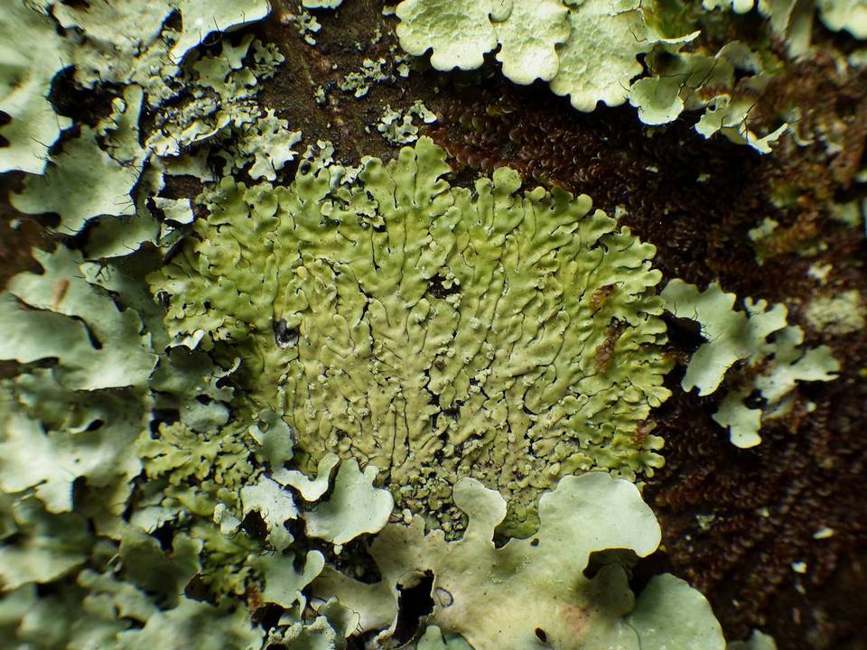 Pyxine cocoës image