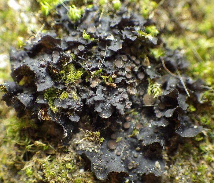 Leptogium ferax image