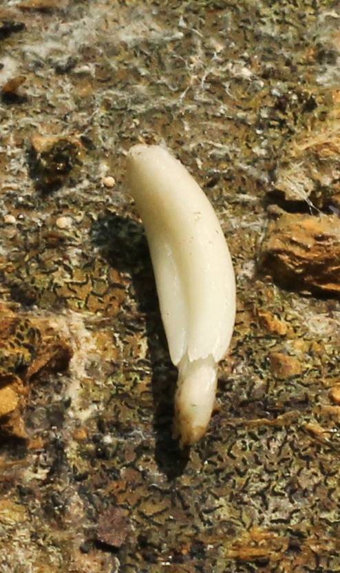 Coprinopsis clastophylla image