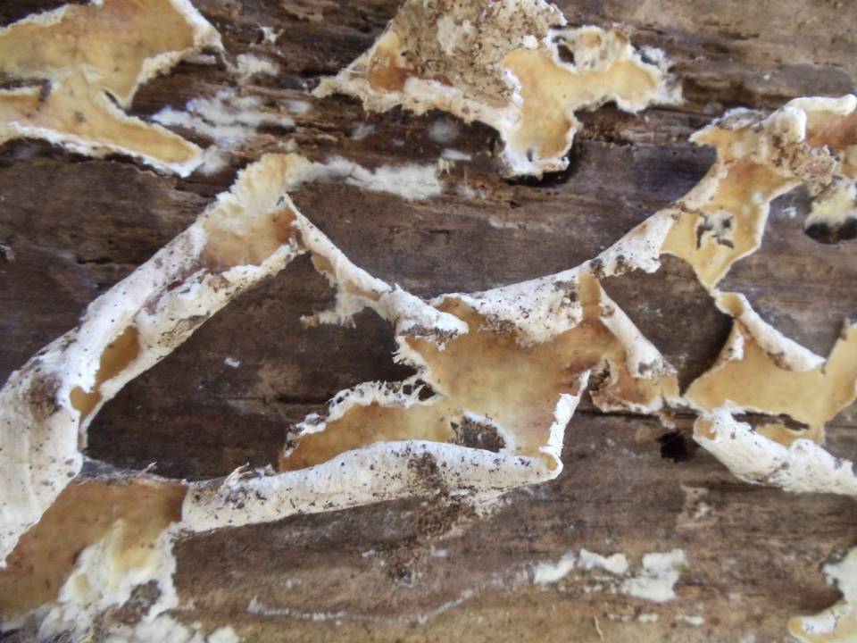 Phlebiopsis gigantea image