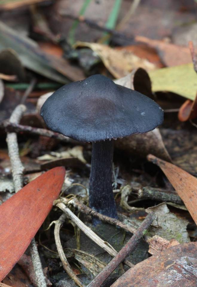 Entoloma moongum image