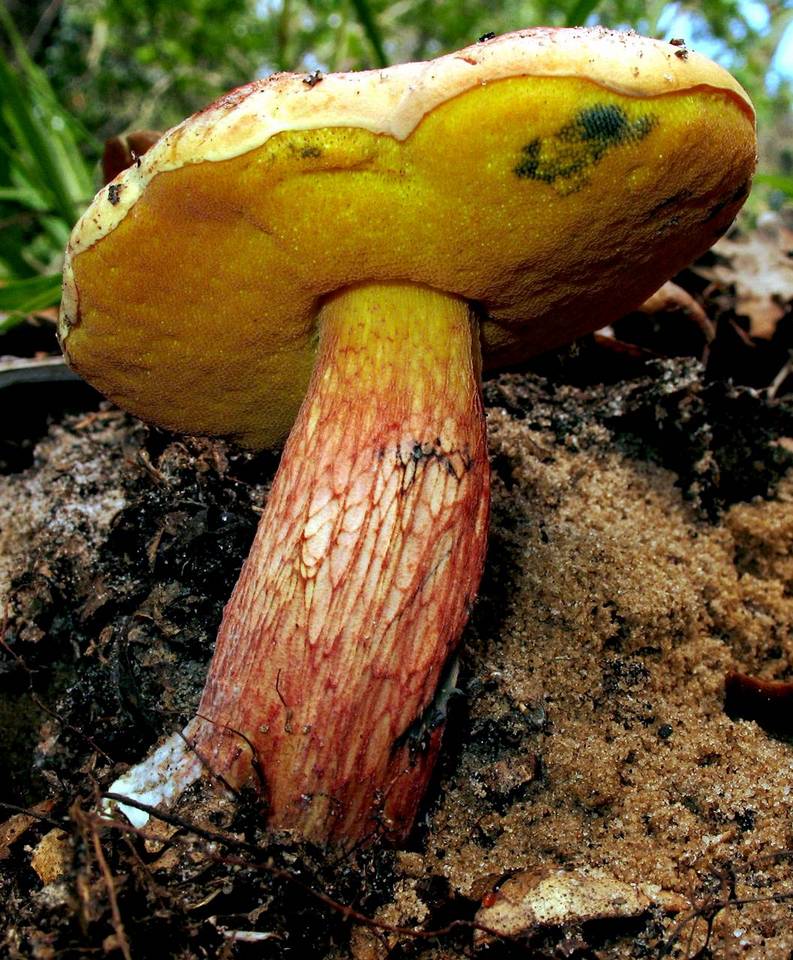Suillellus floridanus image