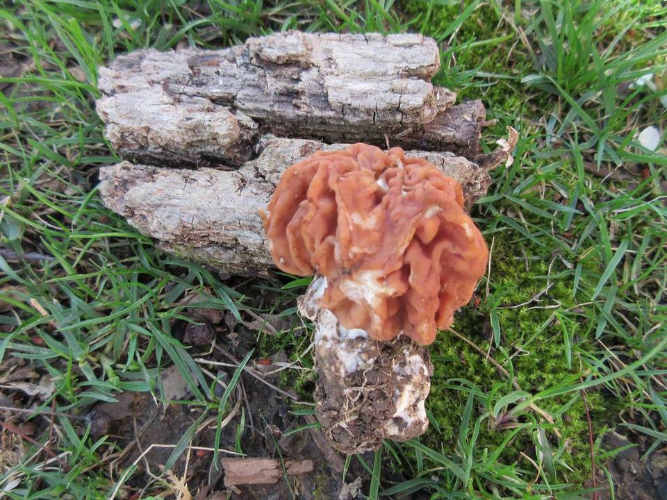 Discina caroliniana image