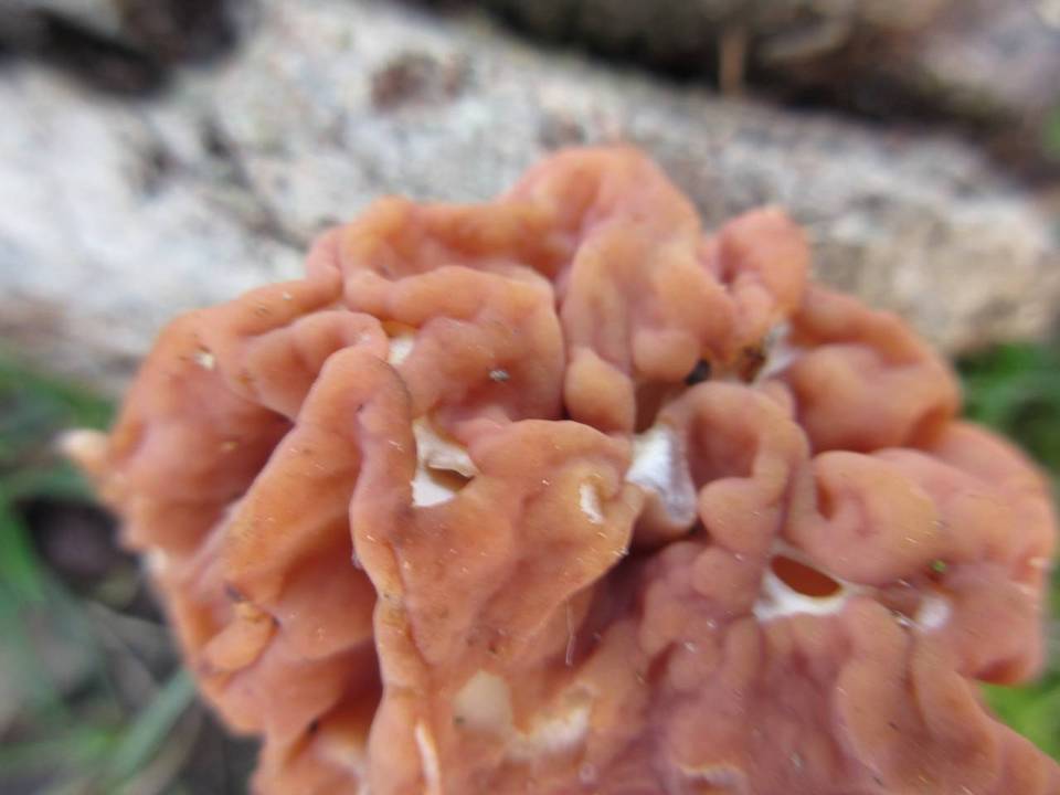 Discina caroliniana image