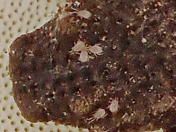 Cinereomyces lindbladii image