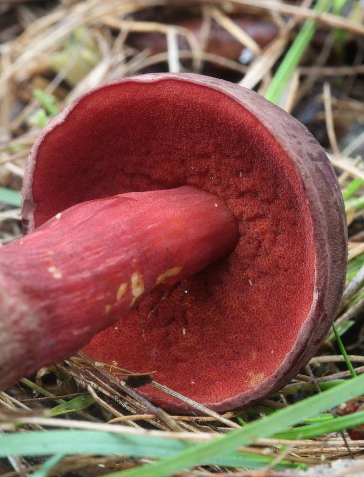 Boletus barragensis image