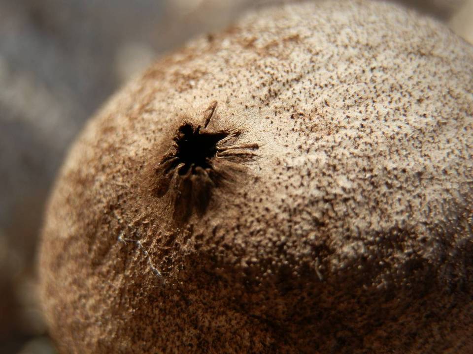 Geastrum hieronymi image