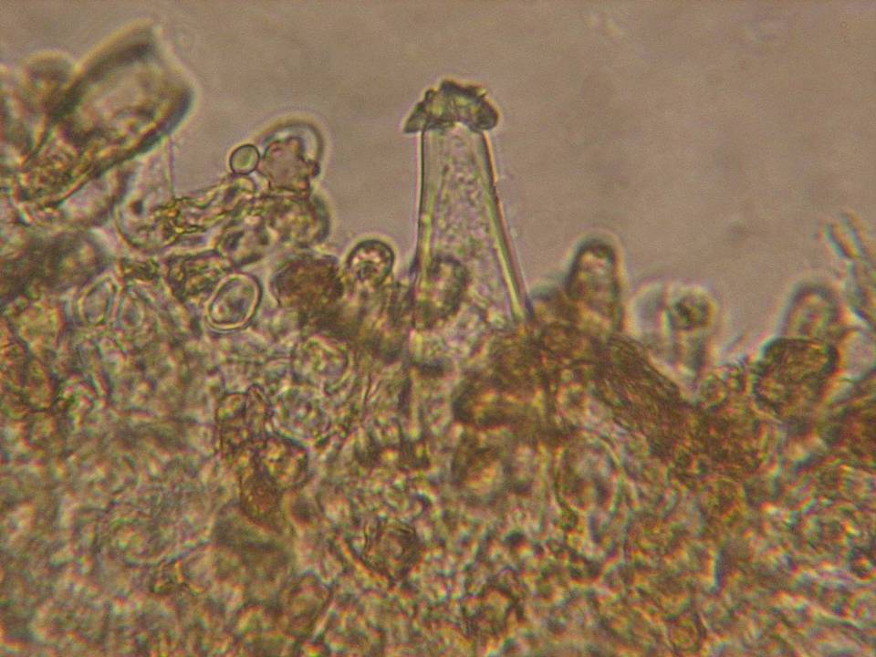 Inocybe salicis image