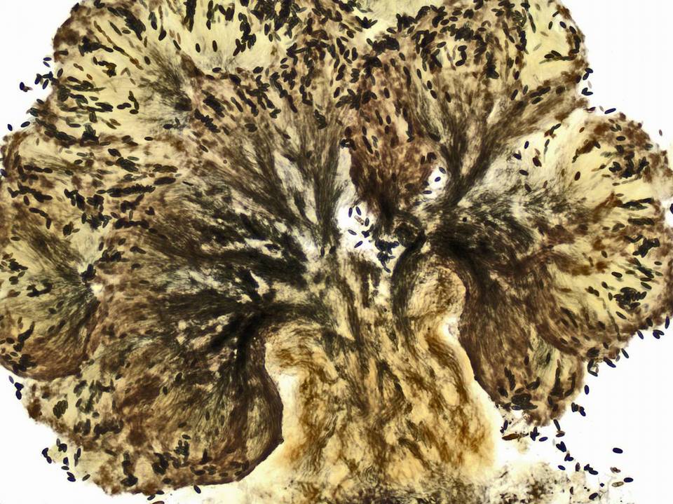 Phaeocalicium populneum image