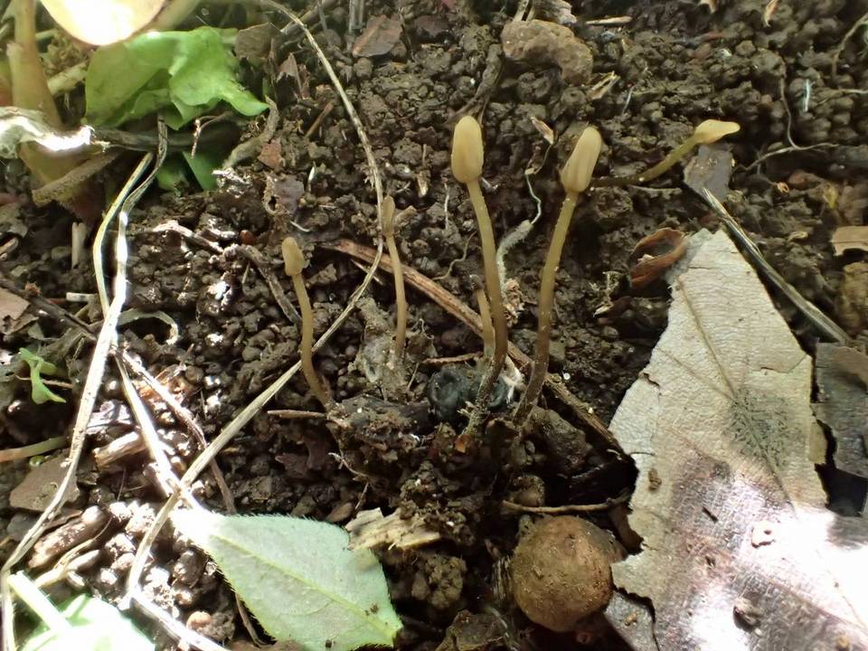 Scleromitrula shiraiana image