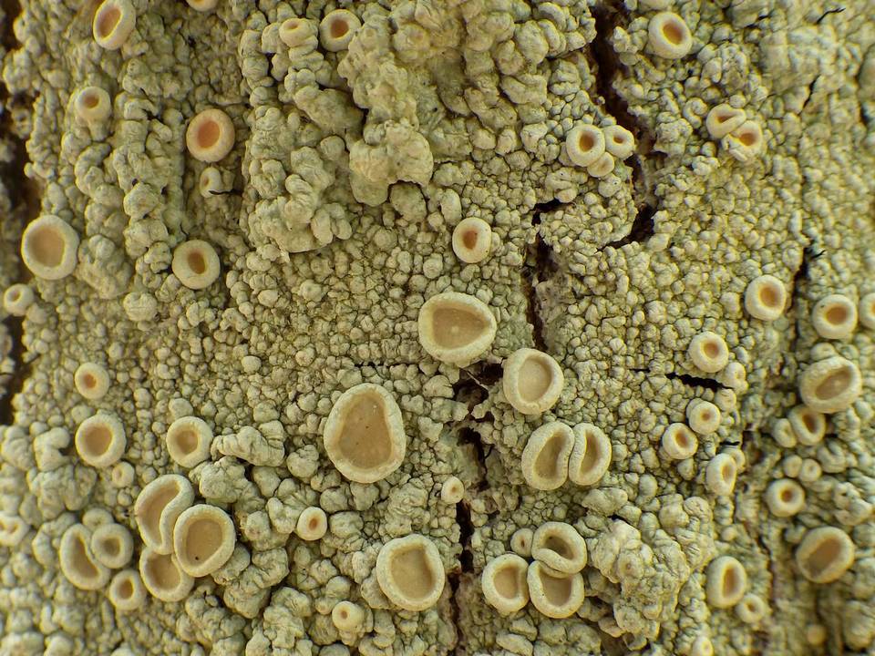 Ochrolechia tartarea image