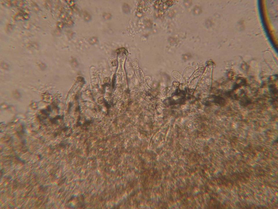 Inocybe xanthomelas image