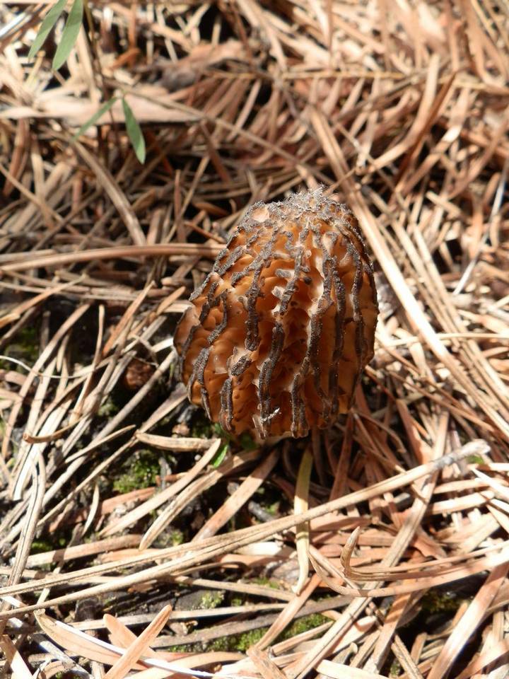 Morchella sextelata image