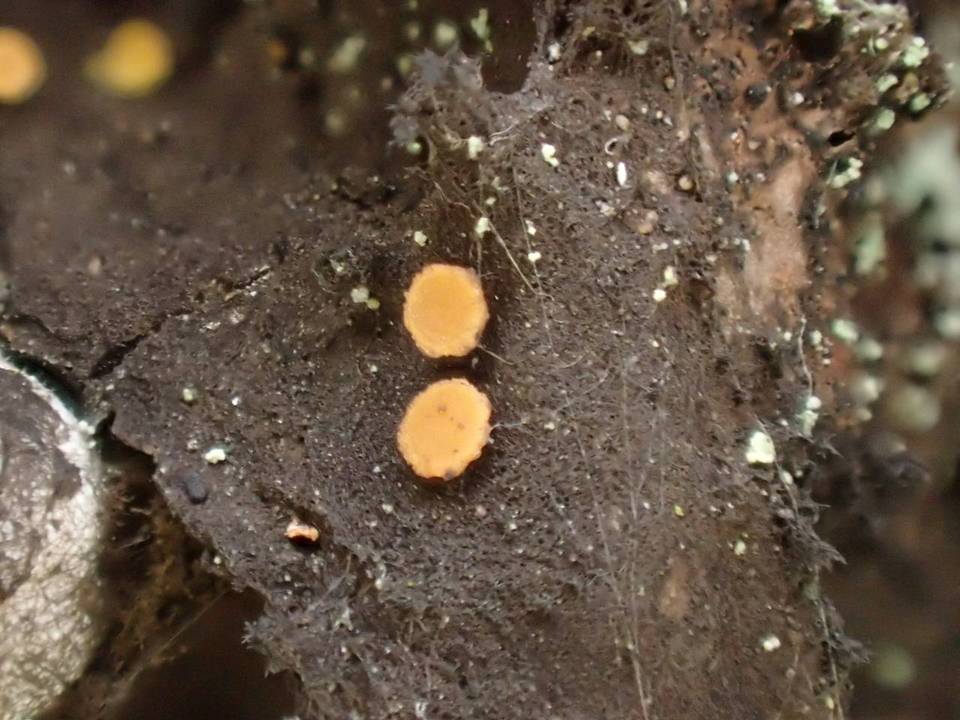 Sarea resinae image