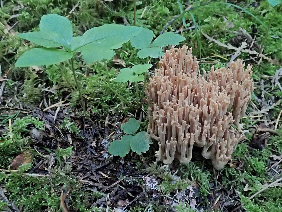 Ramaria marrii image