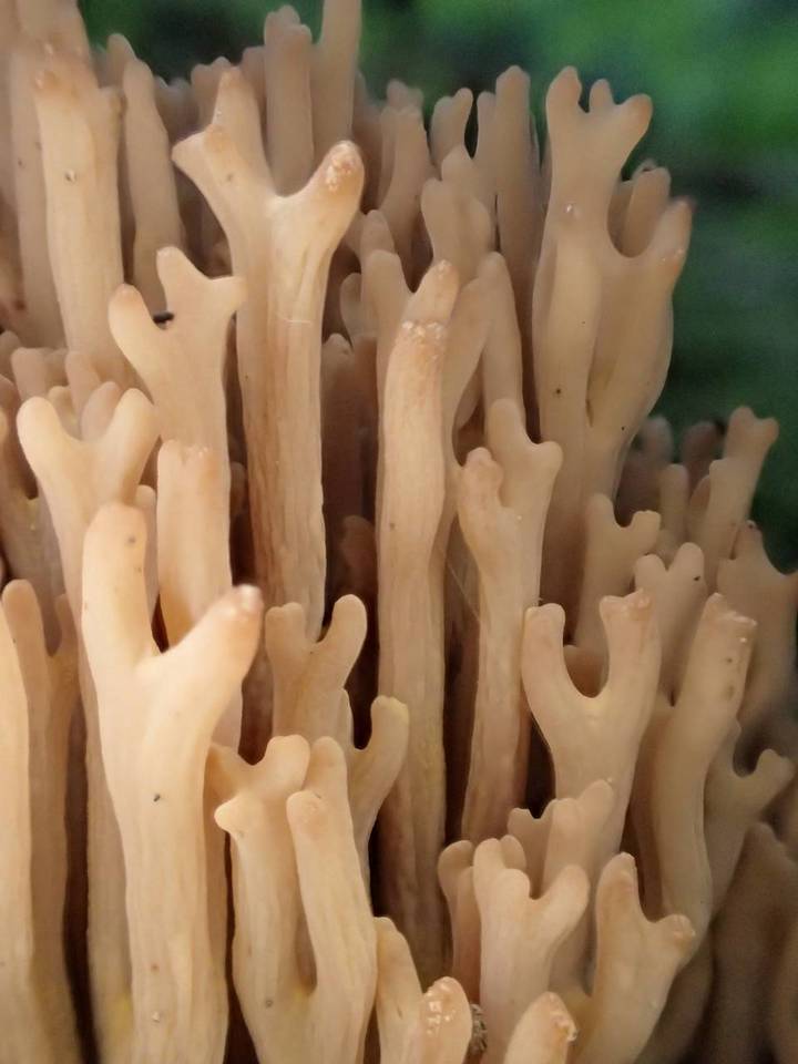 Ramaria marrii image