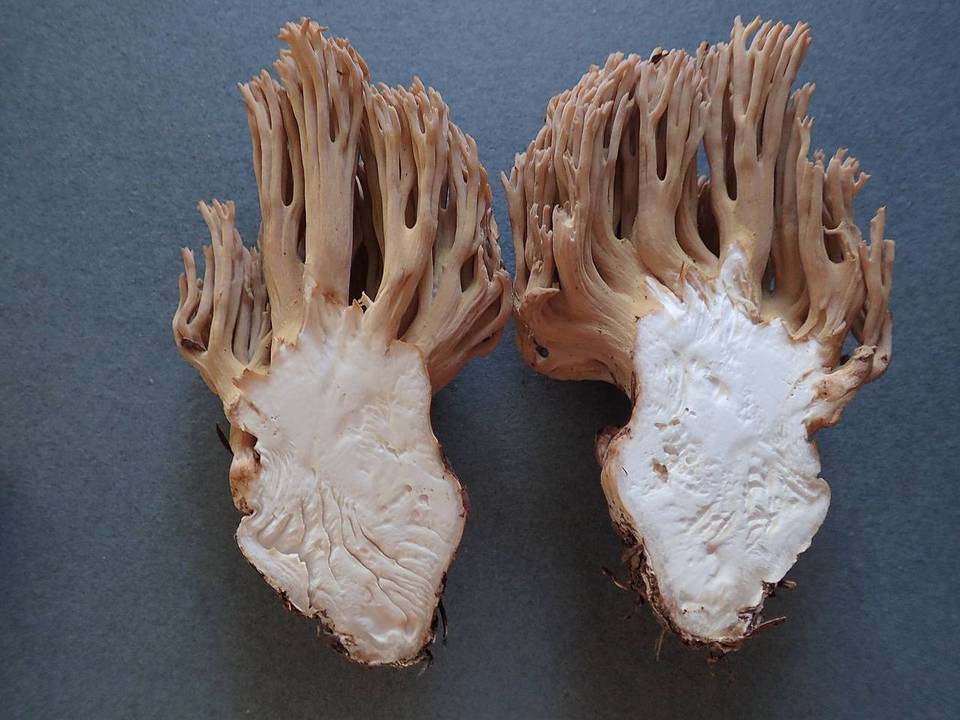 Ramaria marrii image