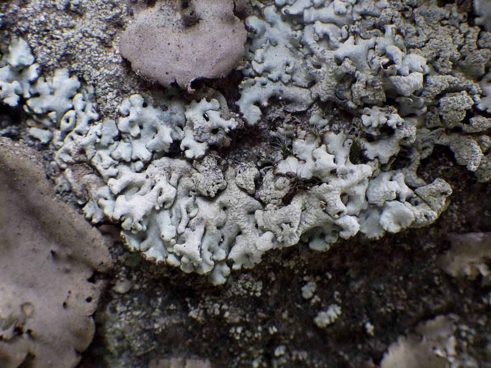 Hypogymnia farinacea image