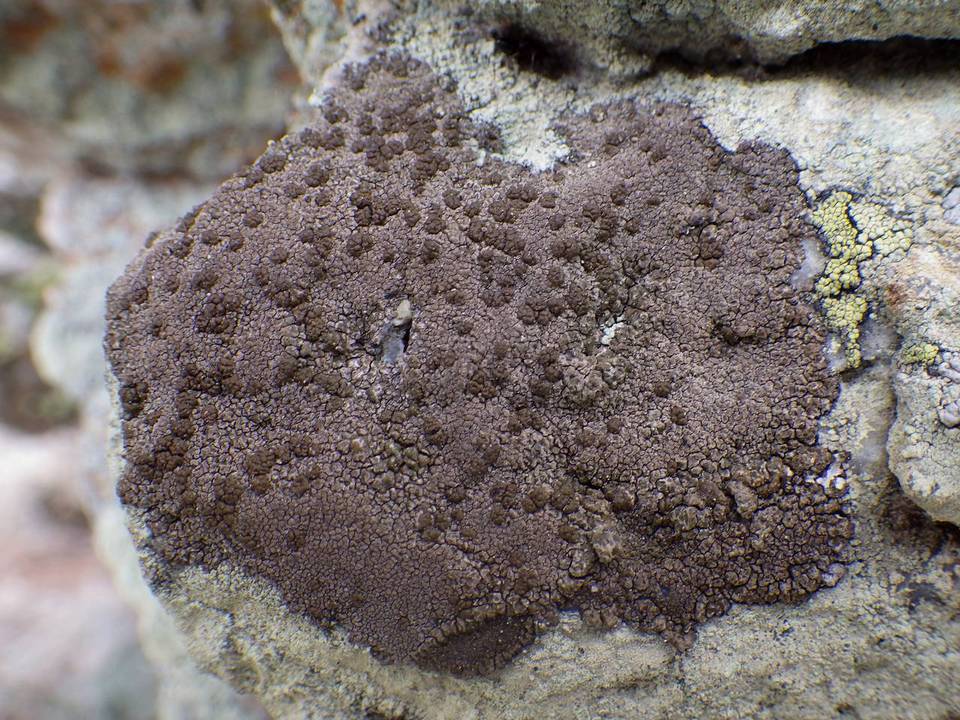 Protoparmelia badia image