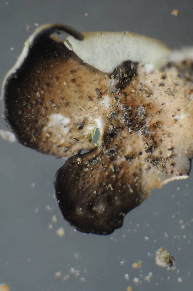 Xanthoparmelia novomexicana image
