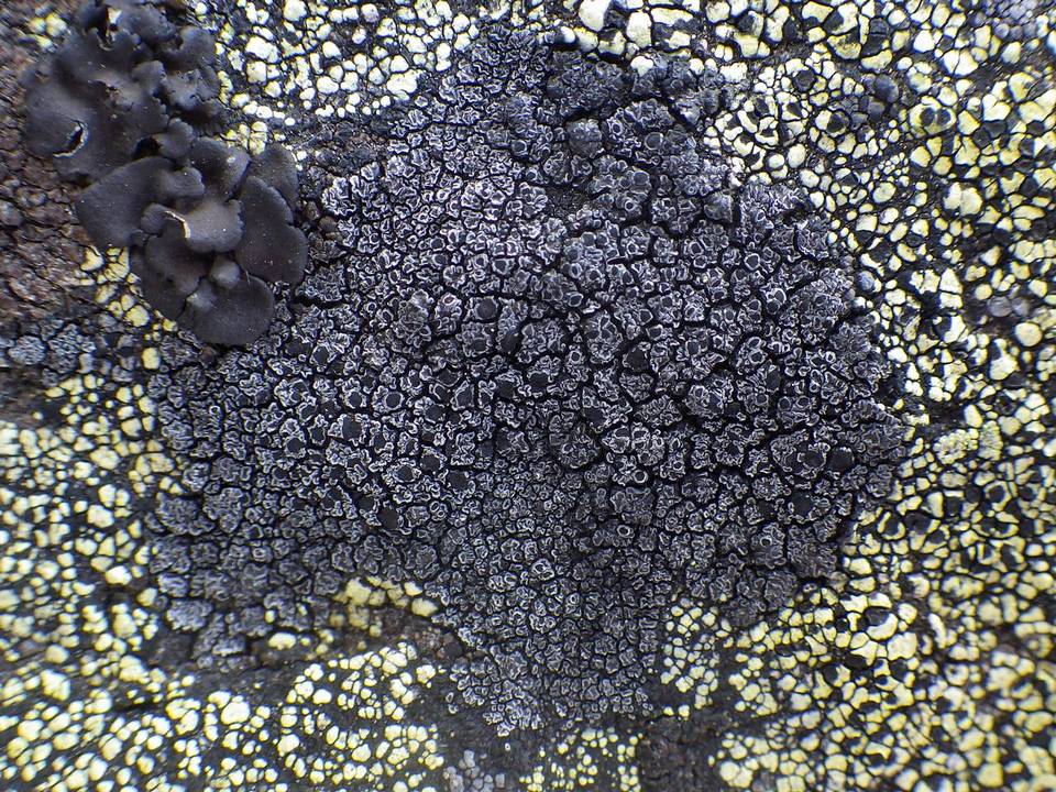 Miriquidica deusta image