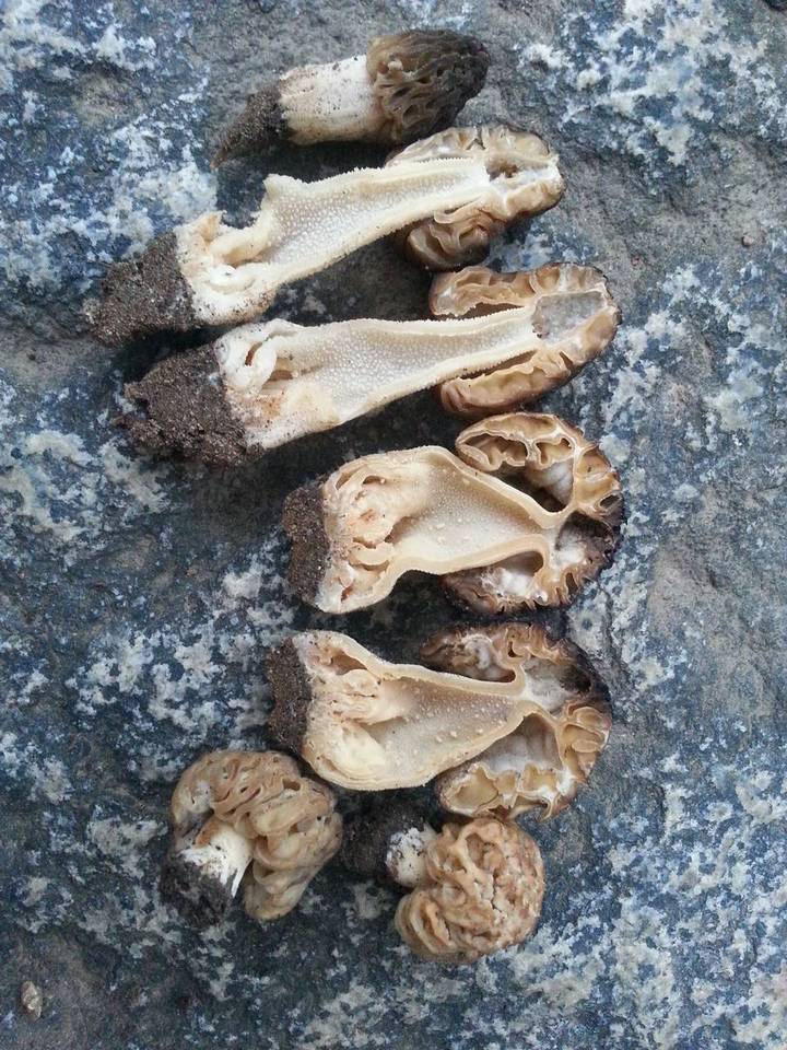 Morchella populiphila image