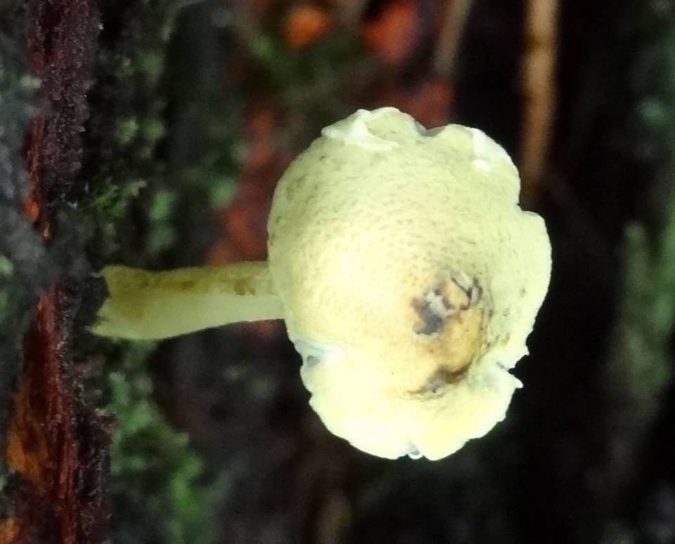 Leucoagaricus viridiflavoides image