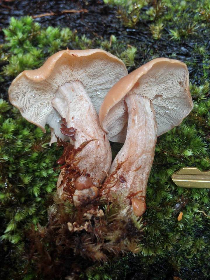Rhodocollybia laulaha image