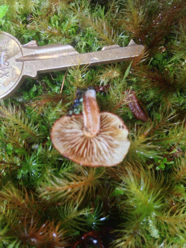 Pholiota peleae image